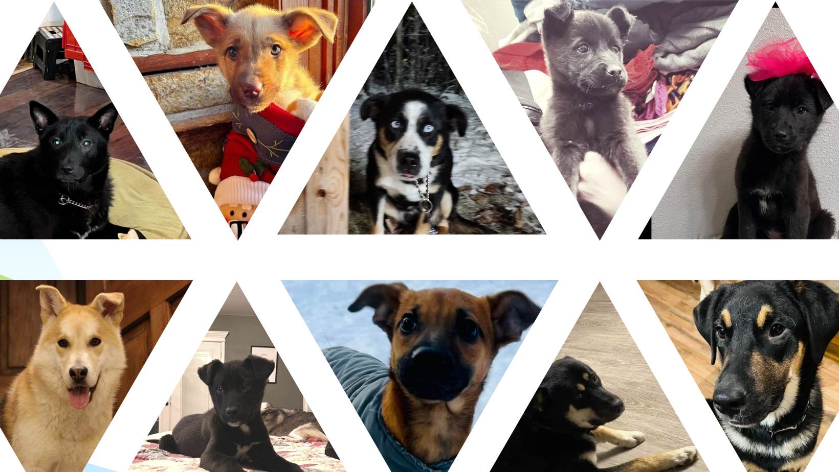 Become a Foster